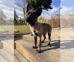 Small #20 German Shepherd Dog