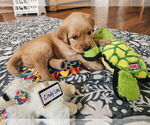 Small Photo #24 Golden Retriever Puppy For Sale in WASECA, MN, USA