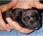 Small Photo #6 Buggs Puppy For Sale in WEST PLAINS, MO, USA
