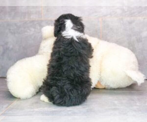 Medium Photo #2 Aussiedoodle Miniature  Puppy For Sale in AMITY, NC, USA