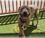 Small Photo #2 American Pit Bull Terrier-Unknown Mix Puppy For Sale in Las Vegas, NV, USA