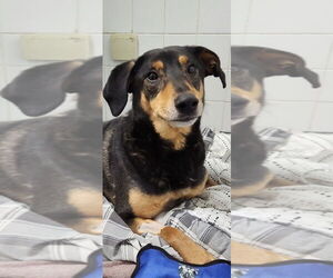 Mutt Dogs for adoption in Doylestown, PA, USA