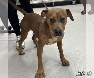 Mutt Dogs for adoption in Washington, DC, USA