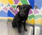 Small Photo #1 Huskies -Labrador Retriever Mix Puppy For Sale in Baytown, TX, USA