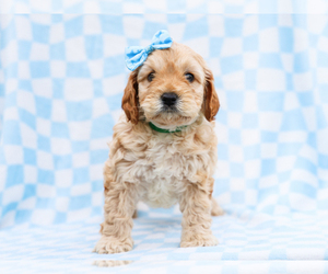 Medium Cavapoo mix (+ Poodle Miniature)