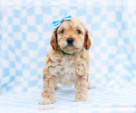 Puppy Buddy Cavapoo mix (+ Poodle Miniature)