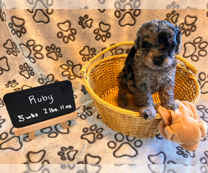 Medium Poochon