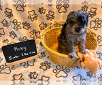 Puppy 1 Poochon