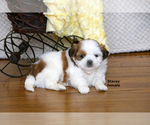 Small #2 Shih Tzu