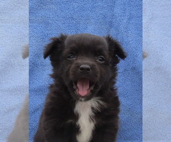 Medium Photo #39 Chihuahua Puppy For Sale in HAYES, VA, USA