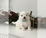 Small #1 Maltese