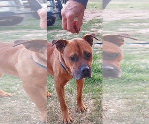 American Pit Bull Terrier-Labrador Retriever Mix Dogs for adoption in Dallas, TX, USA