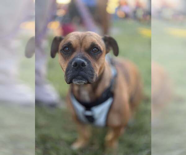 Medium Photo #1 Staffordshire Bull Terrier-Unknown Mix Puppy For Sale in Visalia, CA, USA