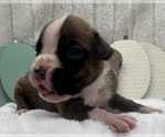 Small #1 Boxer