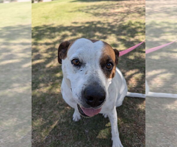 Medium Photo #4 Mutt Puppy For Sale in Euless, TX, USA