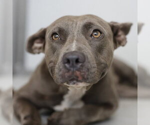American Staffordshire Terrier-Unknown Mix Dogs for adoption in San Antonio, TX, USA