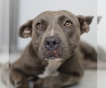 Small American Staffordshire Terrier Mix