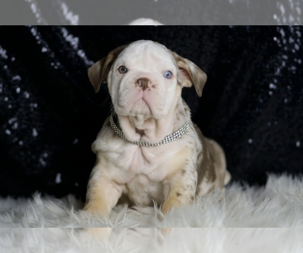 Medium Photo #2 English Bulldog Puppy For Sale in WARSAW, IN, USA