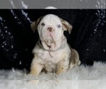 Small #1 English Bulldog