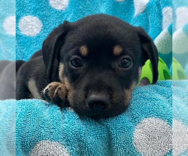 Medium Photo #2 Labrador Retriever-Unknown Mix Puppy For Sale in San Diego, CA, USA