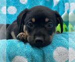 Small #1 Labrador Retriever Mix