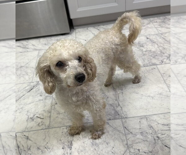 Medium Photo #2 Poodle (Miniature) Puppy For Sale in Spring Lake, NC, USA