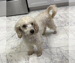Small Photo #2 Poodle (Miniature) Puppy For Sale in Spring Lake, NC, USA