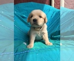Small Photo #15 Golden Retriever Puppy For Sale in WESTMINSTER, SC, USA