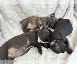 French Bulldog Puppy for Sale in N LAUDERDALE, Florida USA