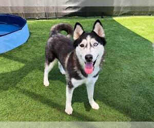 Siberian Husky Dogs for adoption in Orange, CA, USA