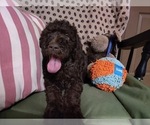 Small Photo #5 Australian Labradoodle Puppy For Sale in W FIELD, NC, USA