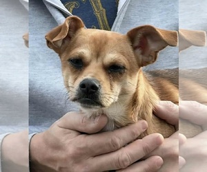 Jack Chi Dogs for adoption in Princeton, MN, USA