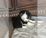Small Photo #19 Miniature Australian Shepherd Puppy For Sale in LAKELAND, FL, USA