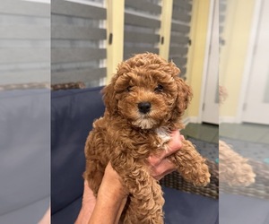 Cavapoo-Poodle (Toy) Mix Litter for sale in PENSACOLA, FL, USA