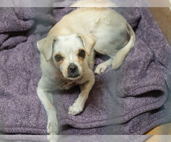 Medium Photo #1 Mutt Puppy For Sale in Martinez, CA, USA