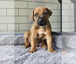 Puppy Puppy 1 Rhodesian Ridgeback