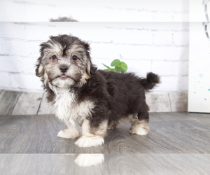 Zuchon Puppy for sale in RED LION, PA, USA