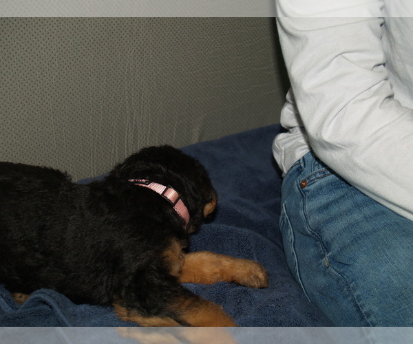 Medium Photo #6 Airedale Terrier Puppy For Sale in CHARLESTOWN, IN, USA