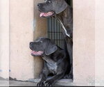 Small #4 Mutt