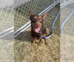 Small #1 Doberman Pinscher Mix