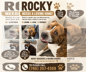 American Bulldog-Unknown Mix Dogs for adoption in Miami, FL, USA