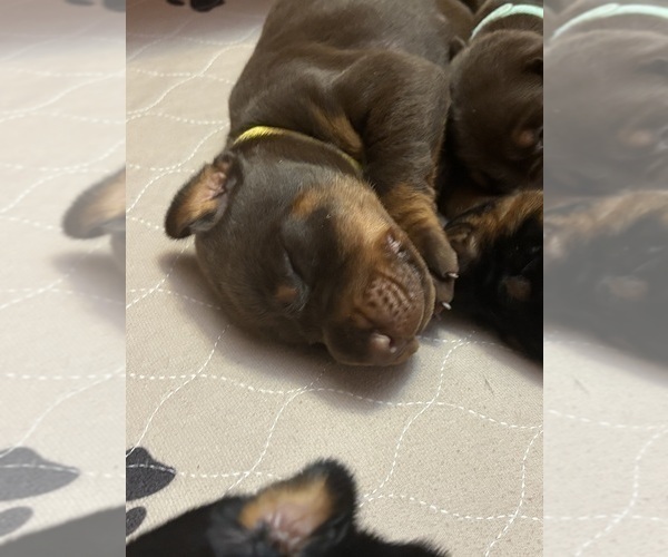 Medium Photo #2 Doberman Pinscher Puppy For Sale in MACOMB TOWNSHIP, MI, USA