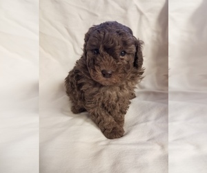 Poodle (Toy) Puppy for sale in PLYMOUTH, IN, USA