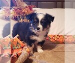 Small Photo #4 Aussie-Corgi Puppy For Sale in BRIGGSDALE, CO, USA