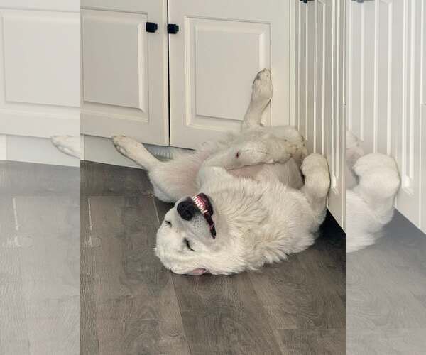 Medium Photo #2 Great Pyrenees Puppy For Sale in Bountiful, UT, USA