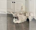 Small #1 Great Pyrenees