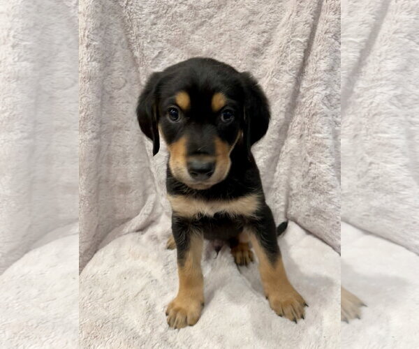 Medium Photo #3 Golden Retriever Puppy For Sale in Menifee, CA, USA