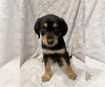 Small #2 Golden Retriever
