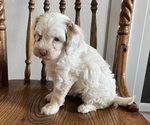 Puppy Buddy Cavapoo