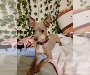 Chihuahua Dog for Adoption in SALEM, Oregon USA